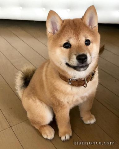 Donne chiot type Shiba Inu 