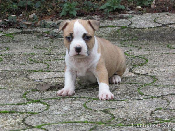 Magnifique et adorable chiot american staffordshire terrier