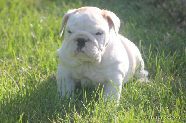 Magnifique et adorable chiot bulldog anglais