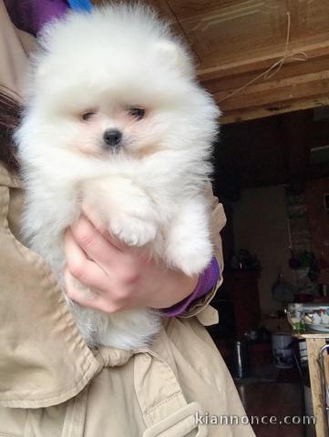 chiot spitz-spitz-nain-pomeranie trois mois