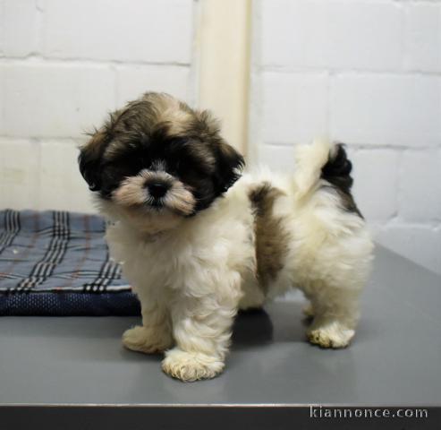 chiot shih-tzu trois mois