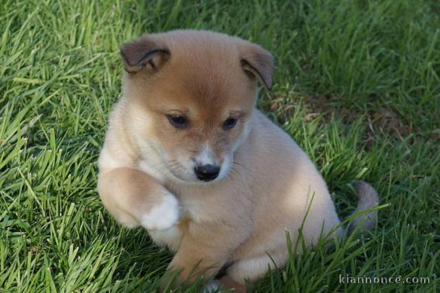 chiot shiba inu a donner 