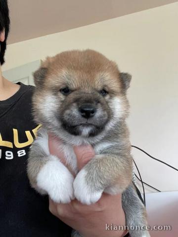 chiot shiba inu trois mois