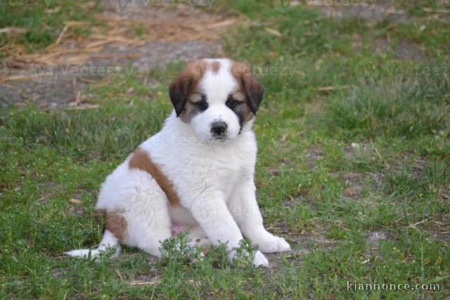 chiot saint bernard trois mois