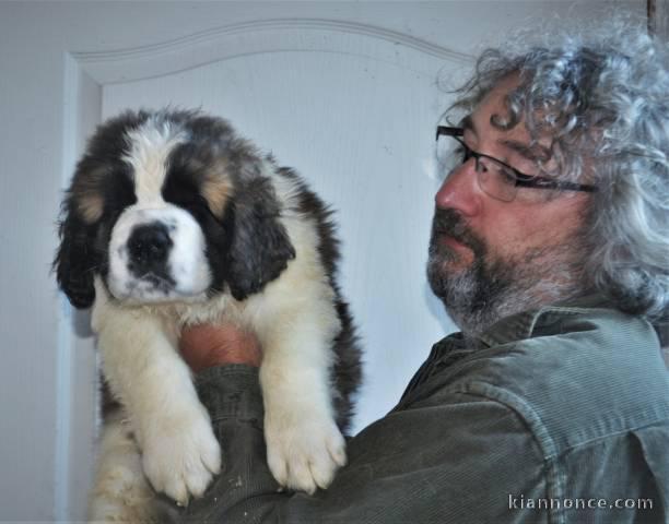 chiot saint bernard trois mois