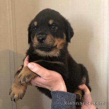 chiot rottweiler trois mois