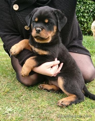 chiot rottweiler trois mois