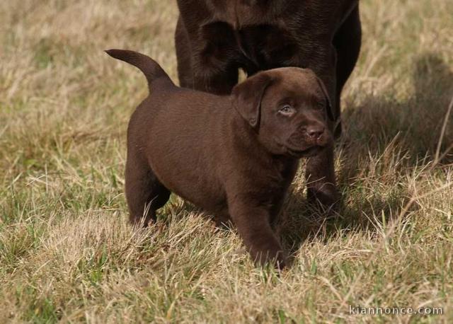 chiot labrador trois mois