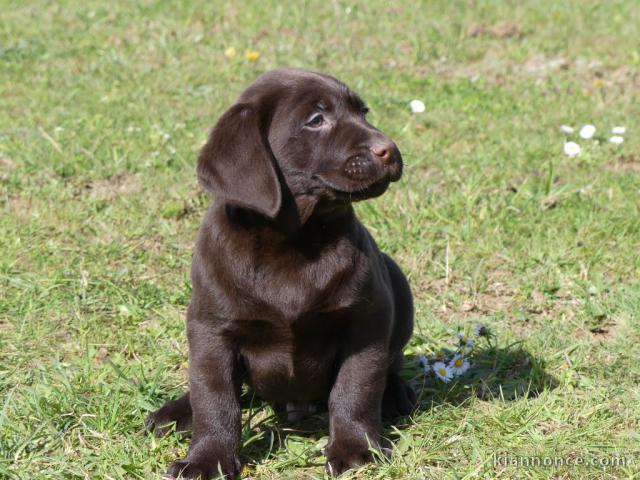 chiot labrador trois mois