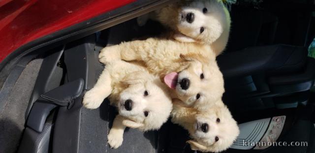 Adorables chiots golden retriever