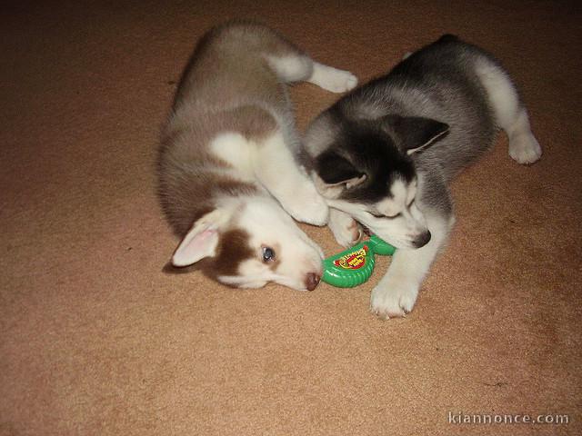 Adorable husky sibérien mâle et femelle à adopter