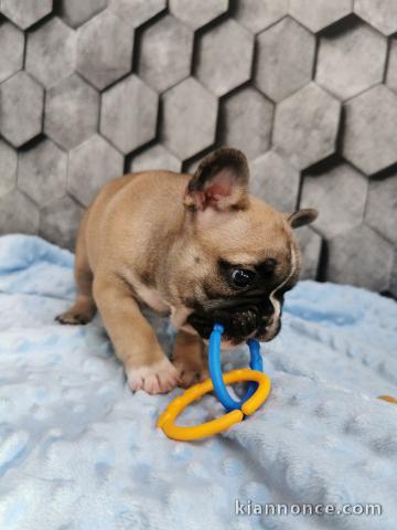 Superbe bouledogue français a donner