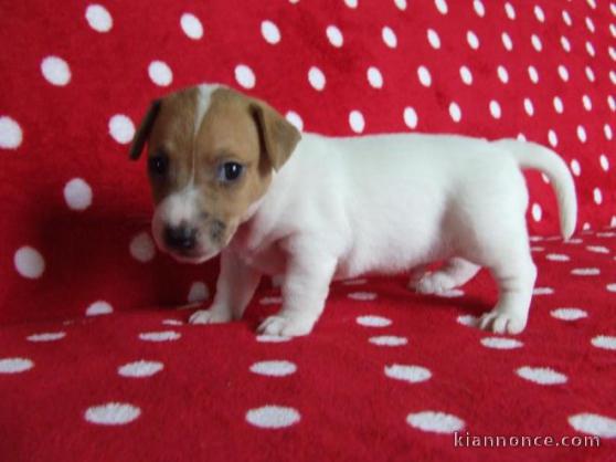 chiot jack-russell trois mois