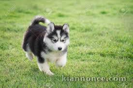 chiot husky trois mois