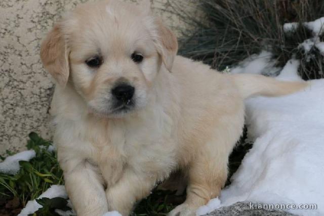 chiot golden-retriever trois mois