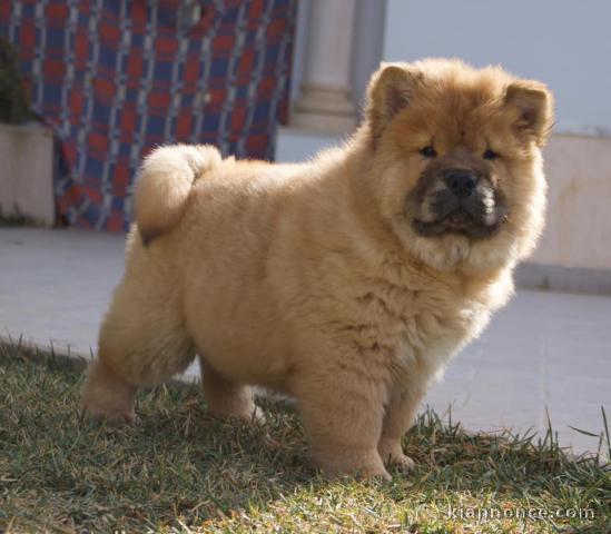 Donne chiot type Chow chow