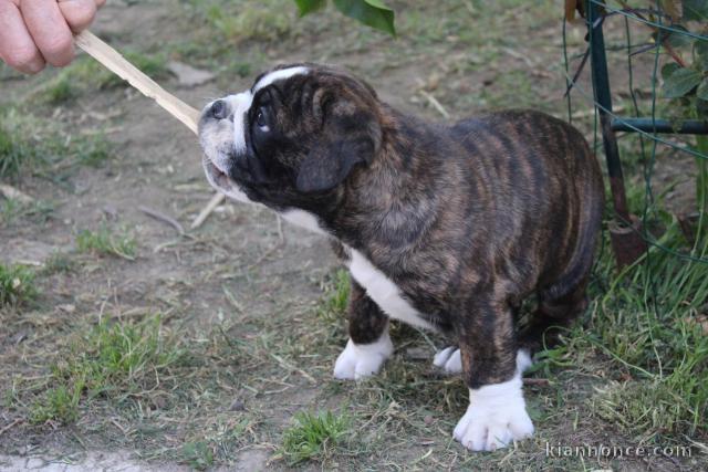 Donne chiot type Boxer