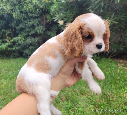 Chiots cavalier king charles femelle Blenheim à donner