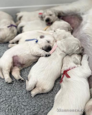 Golden retriever  are available for rehoming 