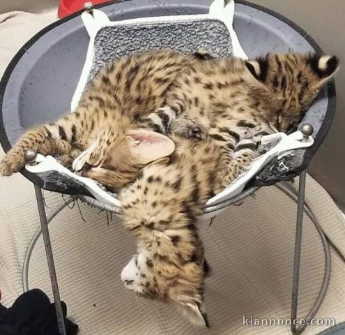 Serval et Savannah, caracal Chatons enregistrés