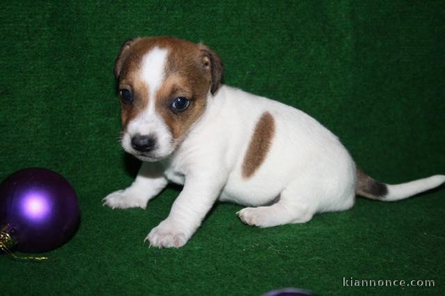 Chiot type Jack Russel à donner