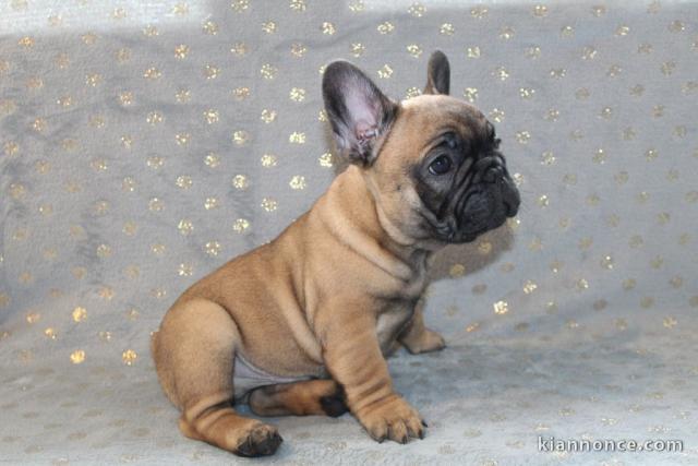 Chiot type Bouledogue français Femelle à donner