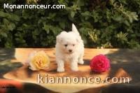 A donner femelle Bébé type bichon frisé