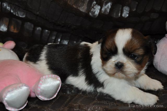 À donner Chiot type SHIH TZU femelle