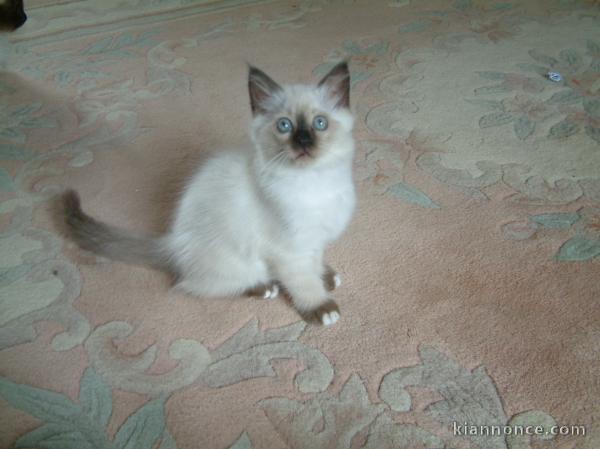 Chatons Type Sacre De Birmanie mâle et femelle