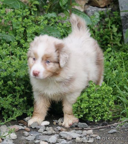 magnifique chiots berger australien