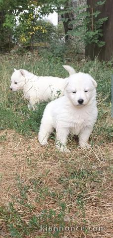 chiots berger blanc suisse