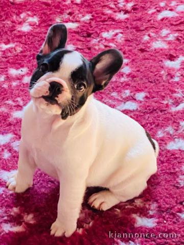 Magnifique et adorable chiot bouledogue 