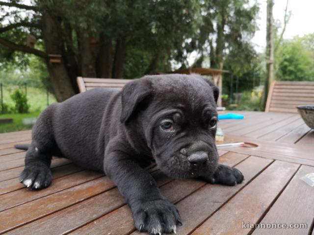 Magnifique et adorable cane corso 