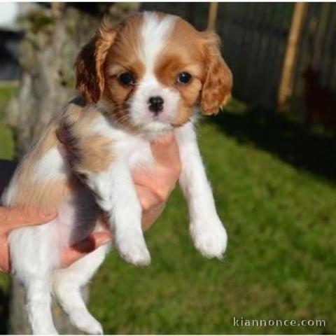 Magnifique et adorable chiot cavalier king charles 