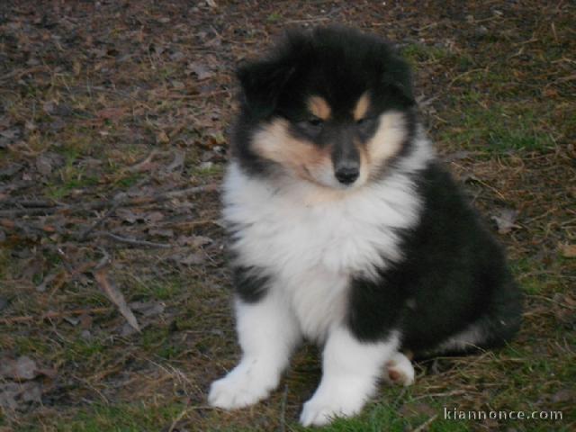 Magnifique et adorable chiot colley 