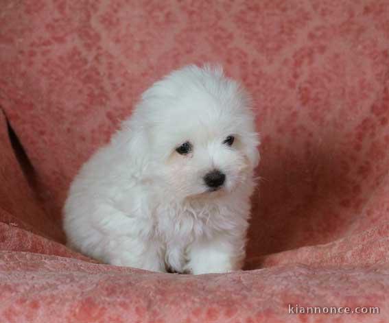 Magnifique et adorable chiot coton de tulear 