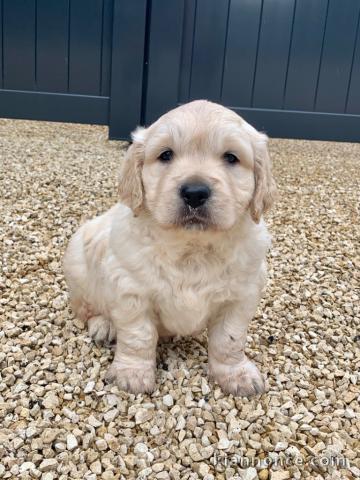 Magnifique et adorable chiot golden retriever 