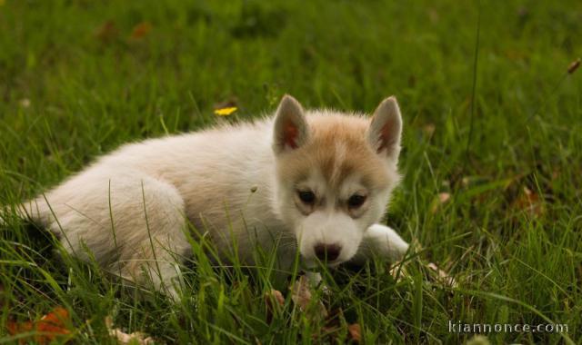 Magnifique et adorable chiot husky siberien 