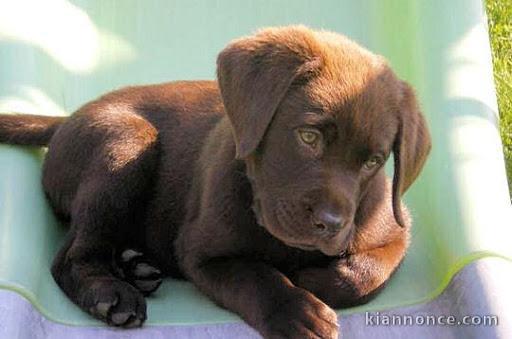 Magnifique et adorable chiot labrador