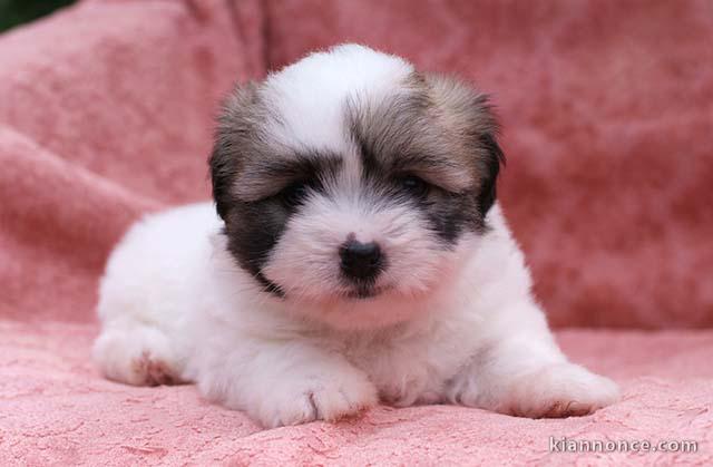 chiot coton de tulear trois mois