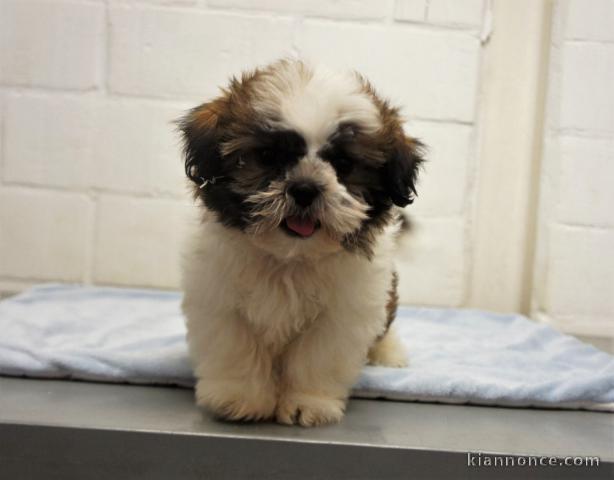 chiot shih-tzu trois mois