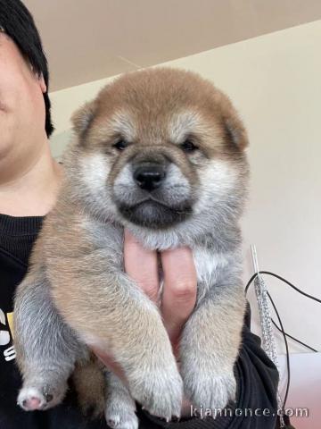 chiot shiba inu trois mois