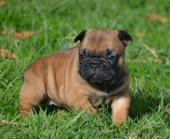 chiot boulodogue fancais trois mois