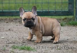 chiot boulodogue fancais trois mois