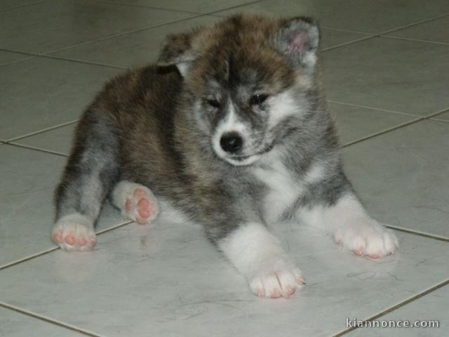 Magnifique et adorable chiot akita inu 