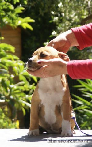 Magnifique et adorable chiot american staffordshire terrier 