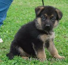 Magnifique et adorable chiot berger allemand 