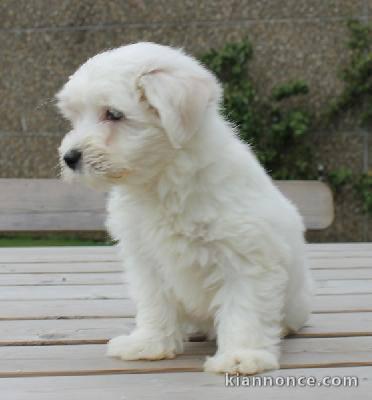 Magnifique et adorable chiot bichon maltais