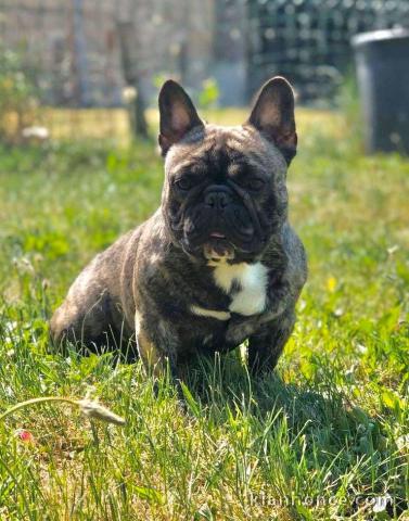 Magnifique et adorable chiot bouledogue francais