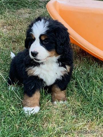 Magnifique et adorable chiot bouvier bernois 